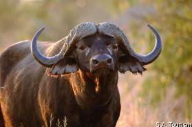 Buffle