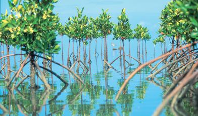 Douces îles créoles