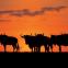 Splendeurs d'Afrique