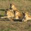 Splendeurs d'Afrique