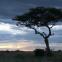 Splendeurs d'Afrique