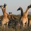 Paysages namibiens