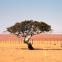 Paysages namibiens